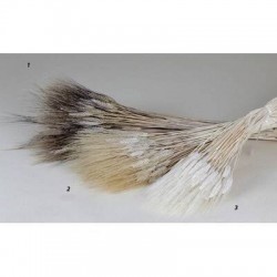 SPIGHE 90/100cm (400gr circa)