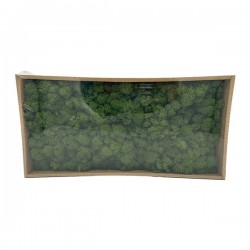 MUSCHIO/LICHENE IN BOX 38cm VERDE SCURO