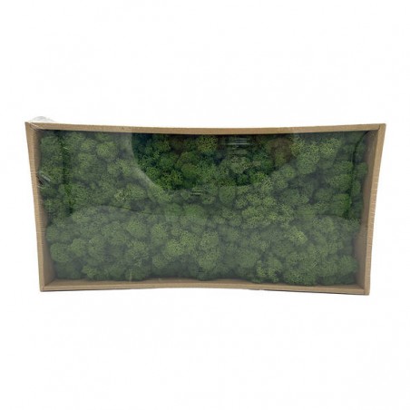MUSCHIO/LICHENE IN BOX 38cm VERDE SCURO