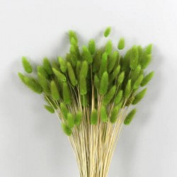 LAGURUS VERDE ERBA IN BUSTA 100gr