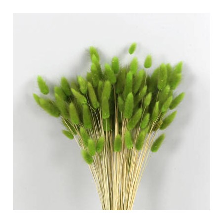 LAGURUS VERDE ERBA IN BUSTA 100gr