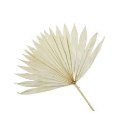 FOLGIA PALMA SUN CUT NATURAL 5pz