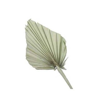 FOLGIA PALMA GREEN 7pz