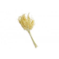 SPIGA GRANO MEDIA 3,5cm MAZZETTO 12pz