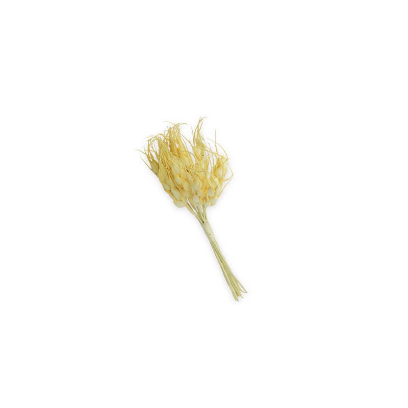 SPIGA GRANO MEDIA 3,5cm MAZZETTO 12pz