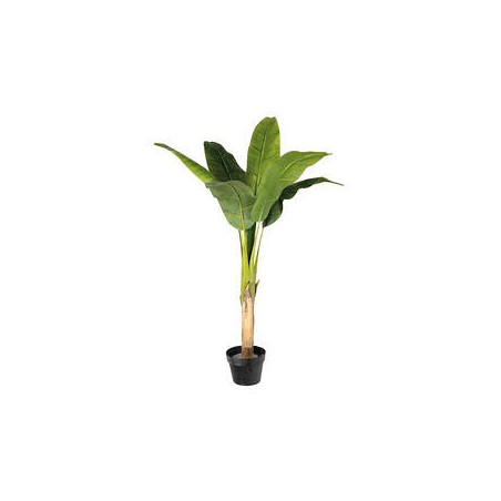 BANANA TREE IN POT 120cm