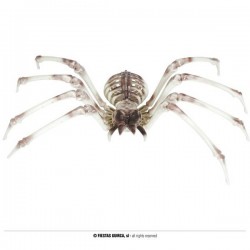 SCHELETRO DI RAGNO 85x35cm