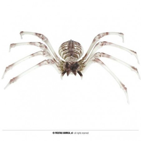 SCHELETRO DI RAGNO 85x35cm