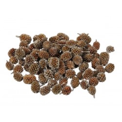 PIGNE CASURINA PLATINUM TIP 500gr