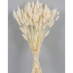 LAGURUS SBIANCATO BUSTA 100gr