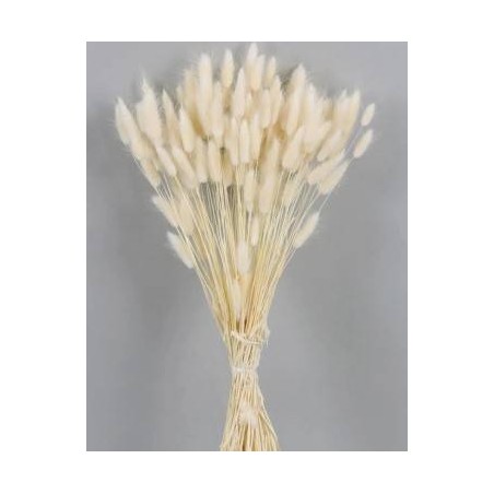 LAGURUS SBIANCATO BUSTA 100gr