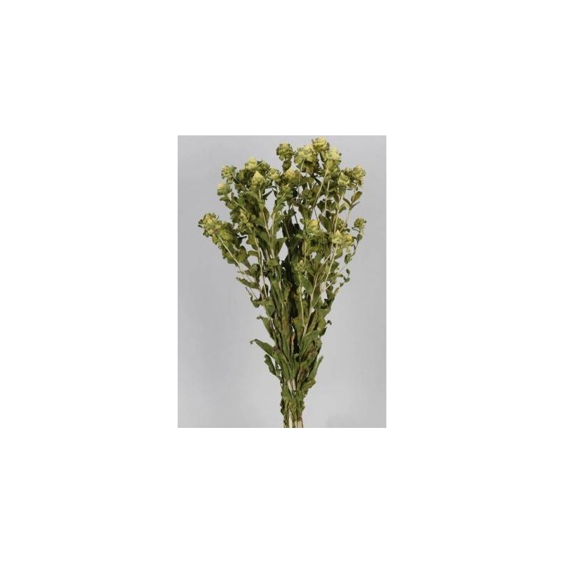 CARTHAMUS NATURALE BUSTA 100gr