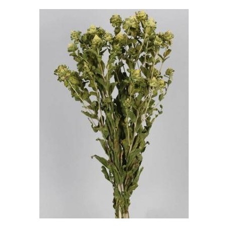 CARTHAMUS NATURALE BUSTA 100gr