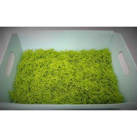TRUCIOLO CARTA BUSTA 1kg VERDE CHIARO