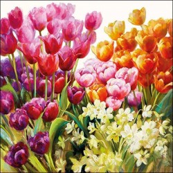 TOVAGLIOLI 33X33 TULIPS 20pz