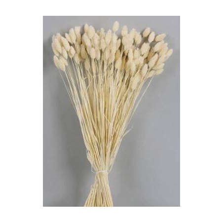 PHALARIS POS SBIANCATO BUSTA 100gr