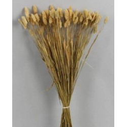 PHALARIS POS NATUALE BUSTA 100gr