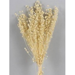 LINO SBIANCATO BUSTA 100gr