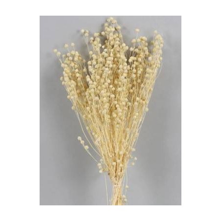 LINO SBIANCATO BUSTA 100gr