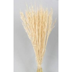 AVENA SELVATIVA SBIANCATA BUSTA 100gr