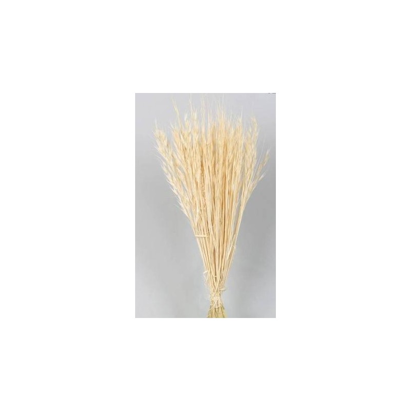 AVENA SELVATIVA SBIANCATA BUSTA 100gr
