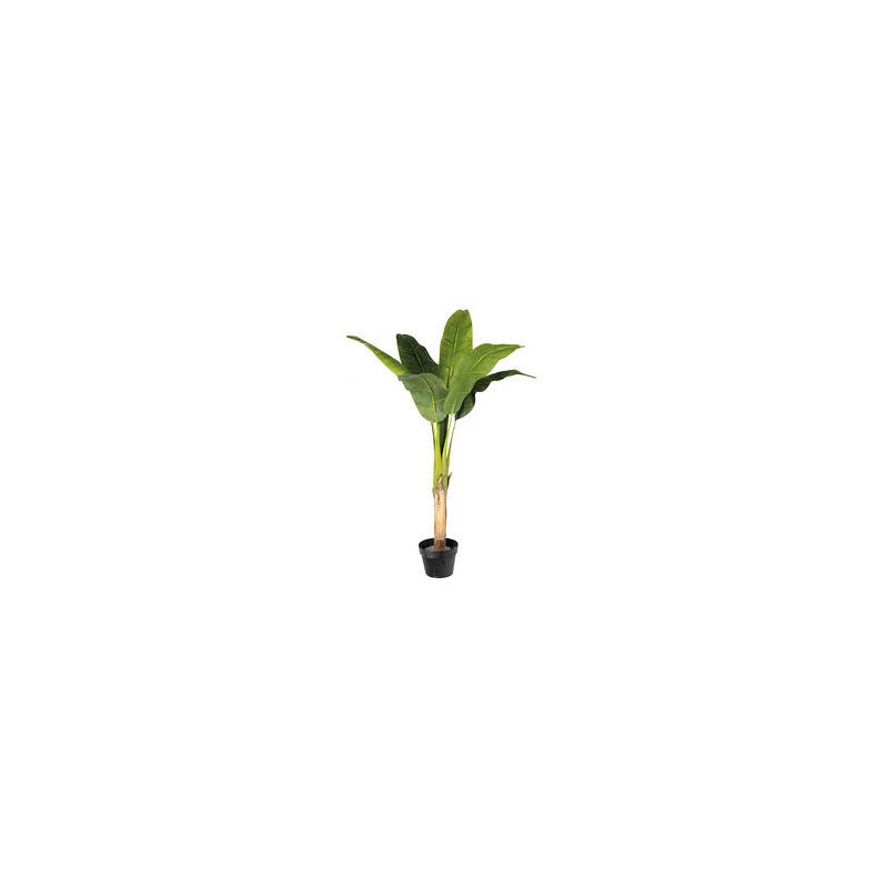 BANANA TREE IN POT 120cm