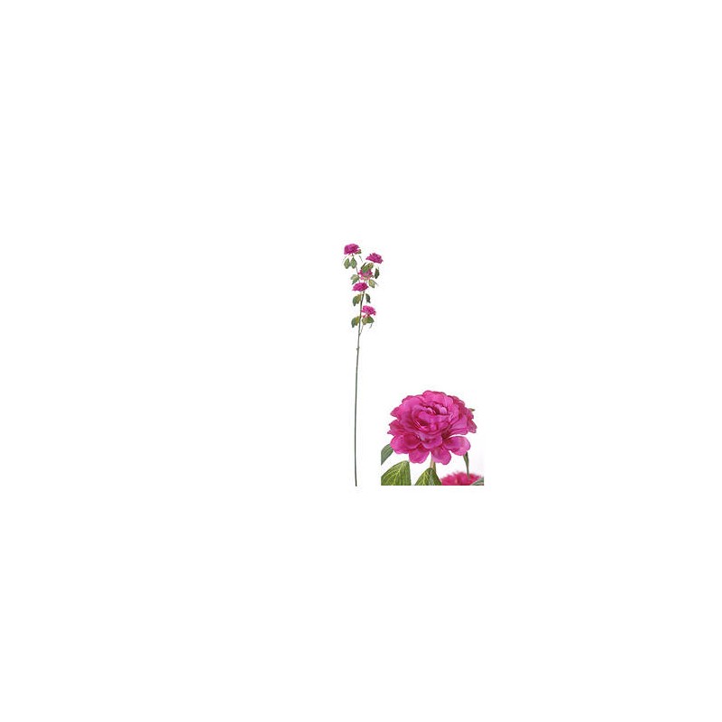 STELO RANUNCOLO FUXIA 70cm