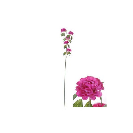 STELO RANUNCOLO FUXIA 70cm