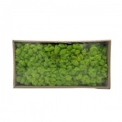 MUSCHIO/LICHENE IN BOX 38cm VERDE CHIARO