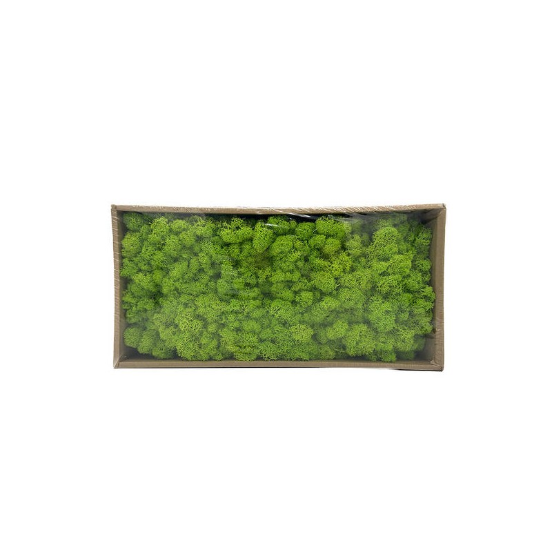 MUSCHIO/LICHENE IN BOX 38cm VERDE CHIARO