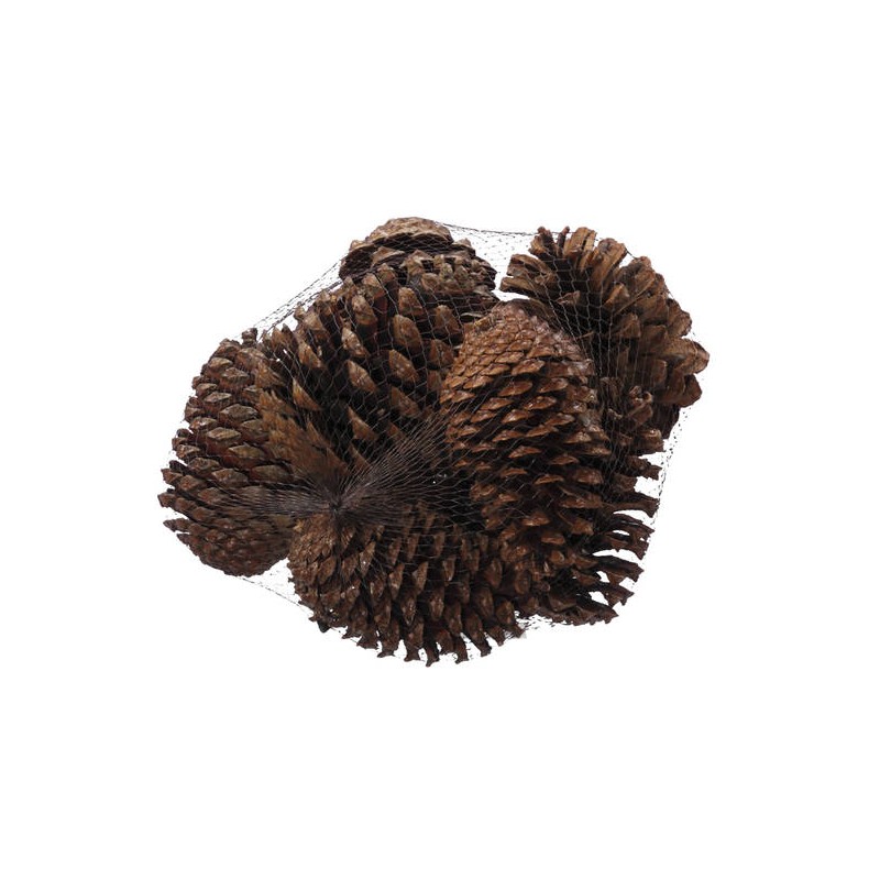 PIGNE MARITIMA RETINA 10pz