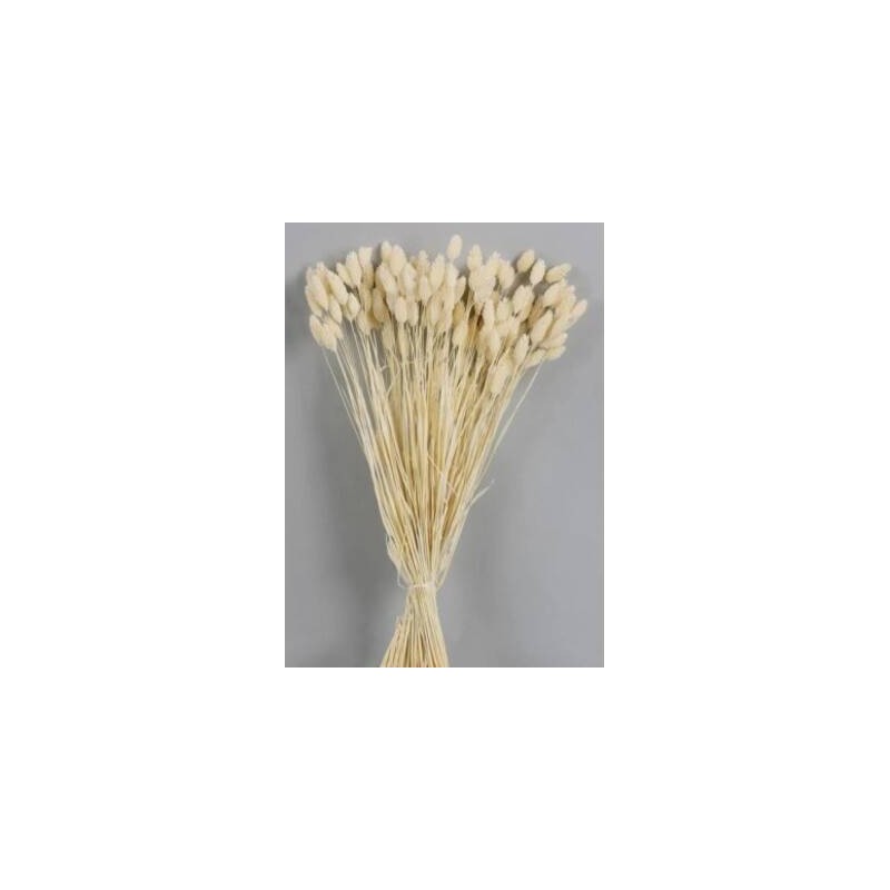PHALARIS POS SBIANCATO BUSTA 100gr
