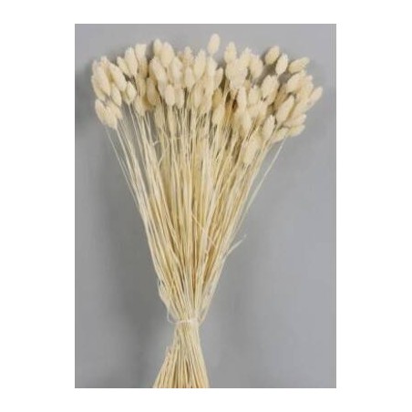 PHALARIS POS SBIANCATO BUSTA 100gr