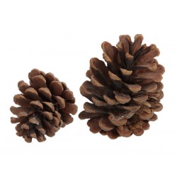 PIGNE NATURALI AUSTRIACHE 1kg