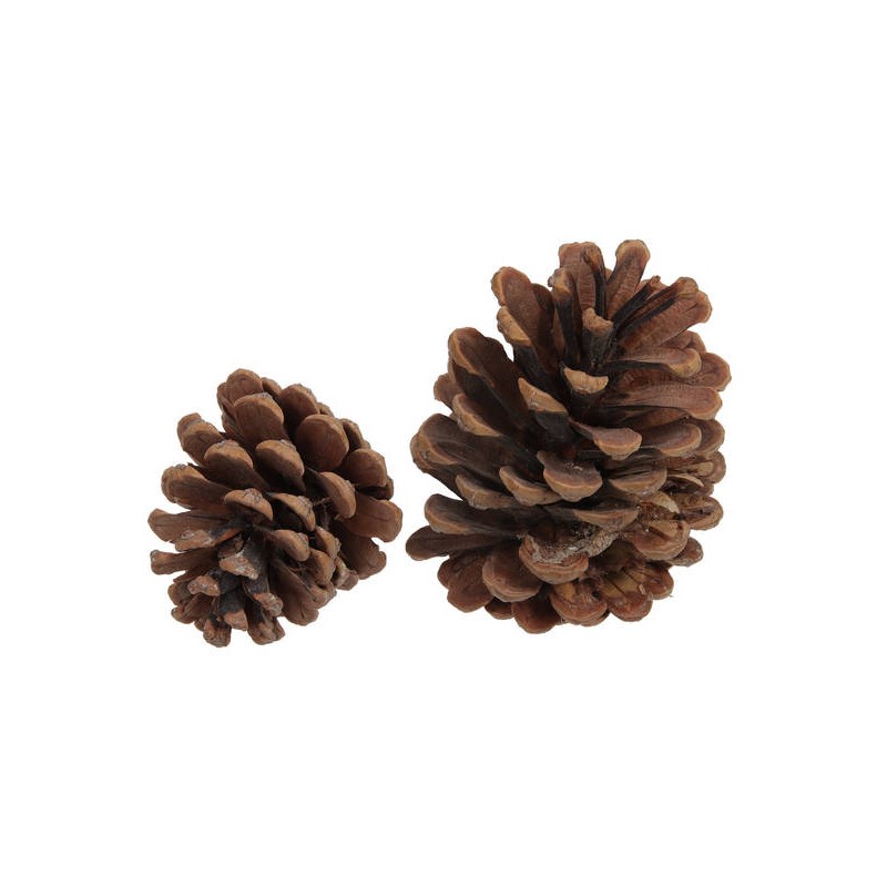 PIGNE NATURALI AUSTRIACHE 1kg