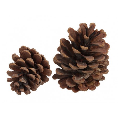 PIGNE NATURALI AUSTRIACHE 1kg