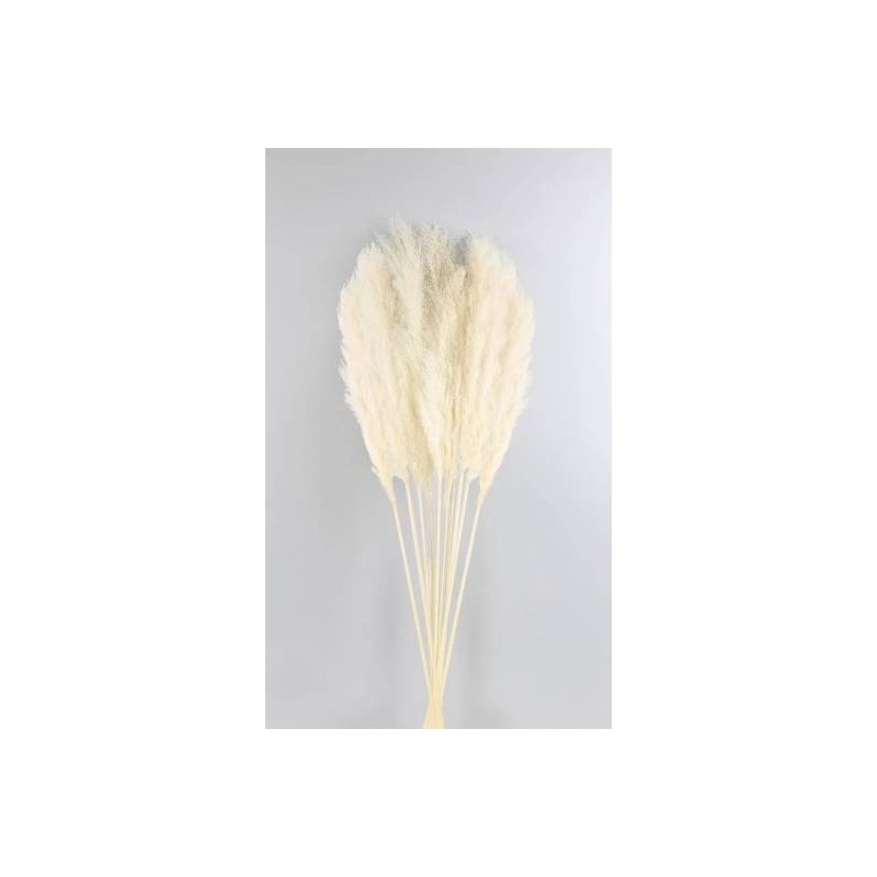 FASCIO PAMPAS SBIANCATE H.120-140cm 6pz