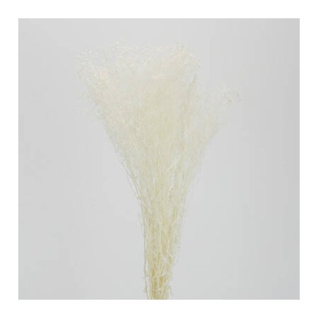 GYPSOPHILA SBIANCATA 110gr 80cm
