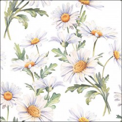 TOVAGLIOLI 33x33 MARGHERITE BIANCHE 20pz