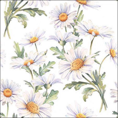 TOVAGLIOLI 33x33 MARGHERITE BIANCHE 20pz