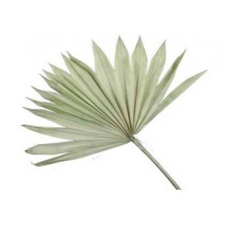 FOGLIA PALMA SUN CUT GREEN 5pz