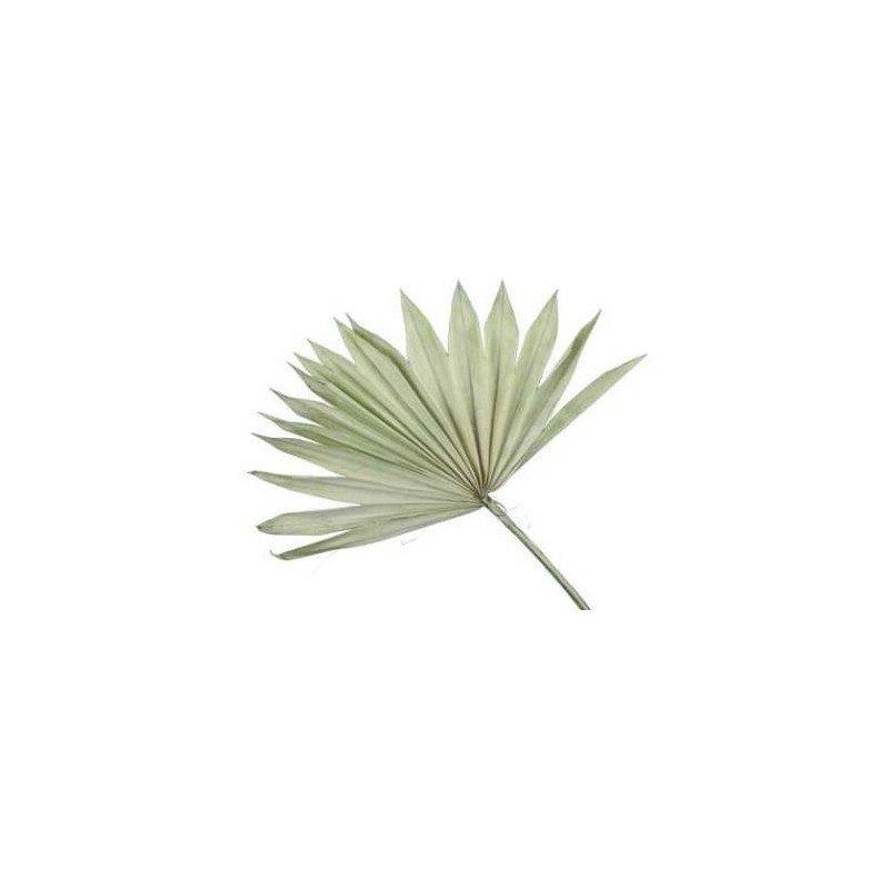 FOGLIA PALMA SUN CUT GREEN 5pz