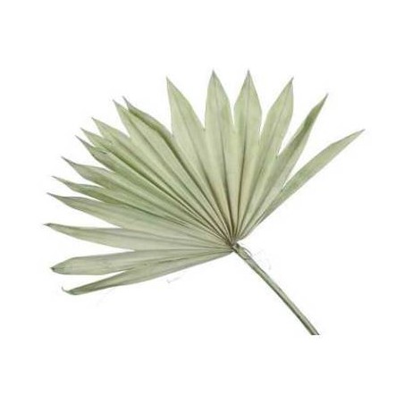 FOGLIA PALMA SUN CUT GREEN 5pz