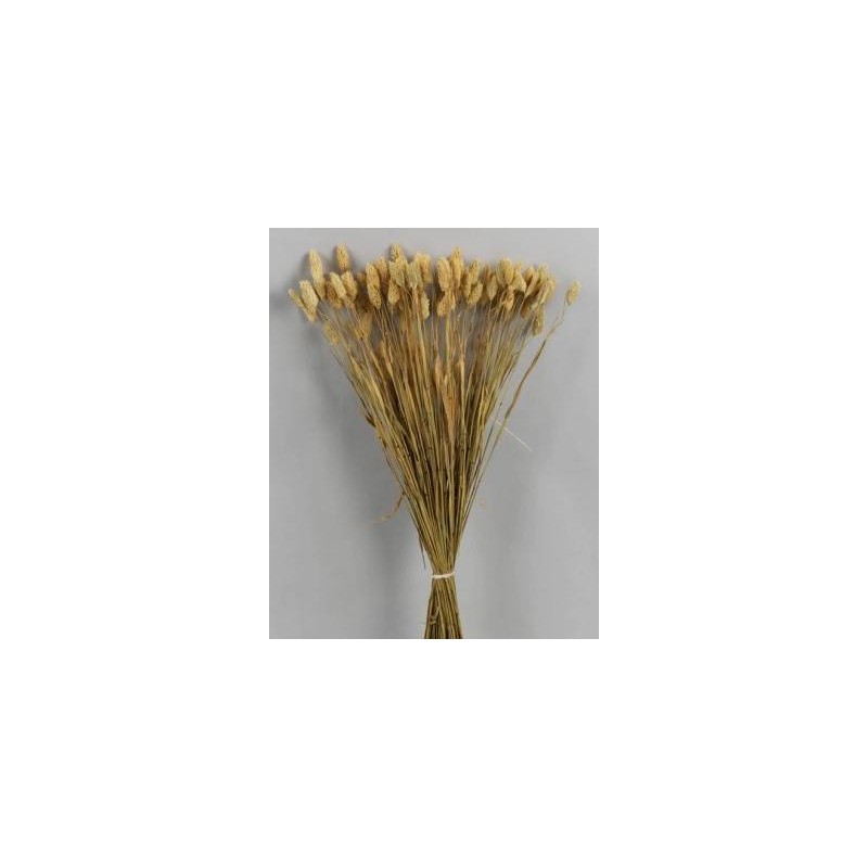 PHALARIS POS NATUALE BUSTA 100gr