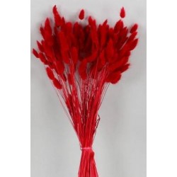 LAGURUS ROSSO IN BUSTA 100gr