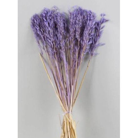 AVENA LILLA IN BUSTA 100gr