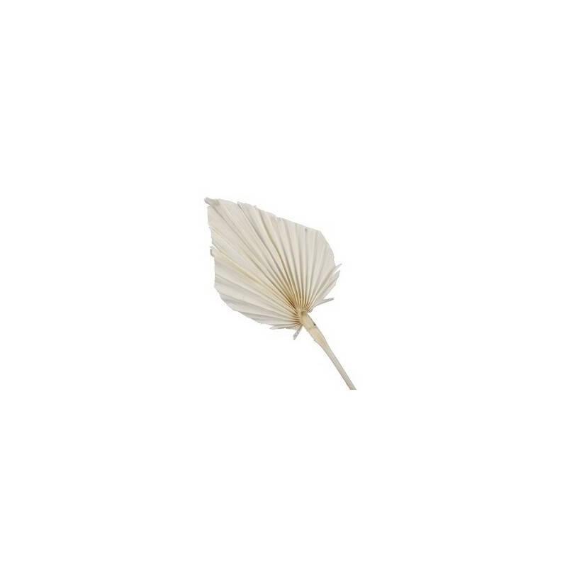 FOGLIA PALMA NATURAL 7pz