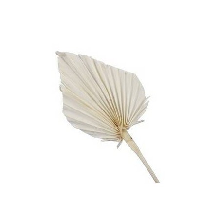 FOGLIA PALMA NATURAL 7pz