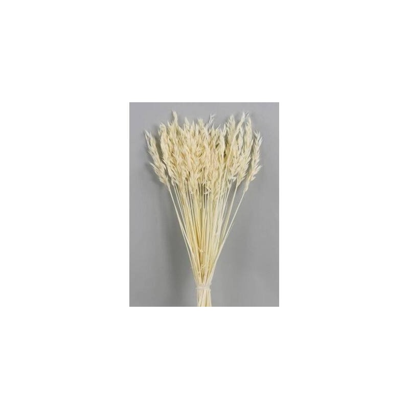 AVENA SBIANCATA BUSTA 100gr