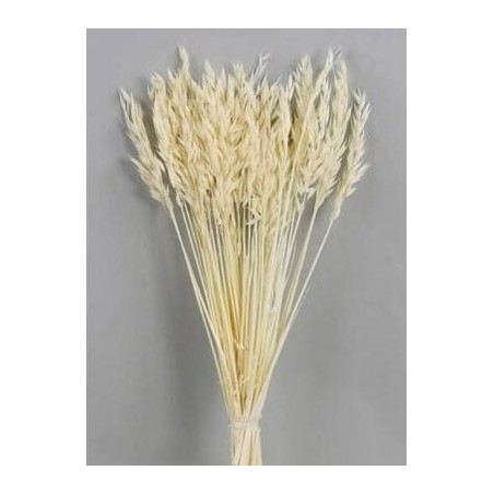 AVENA SBIANCATA BUSTA 100gr